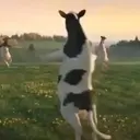 Límmiði