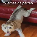 Nhãn dán