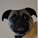 Figurinha