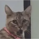 ملصق