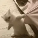 ملصق
