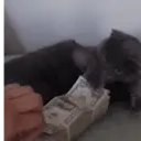 Стикер