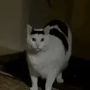 स्टिकर