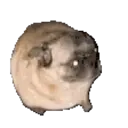 Samolepka