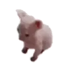 Samolepka