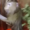 Çıkartma