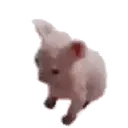 Samolepka