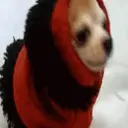 Figurinha