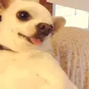 Figurinha