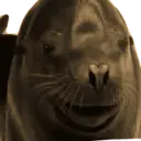 Límmiði