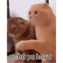 Límmiði