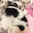 Figurinha