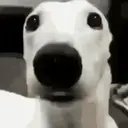 ملصق