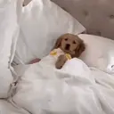 ملصق