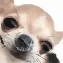 ملصق