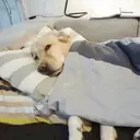 ملصق