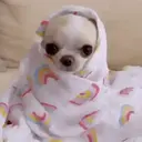 ملصق