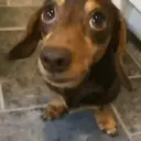 ملصق