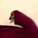ملصق