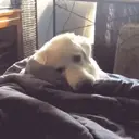 ملصق