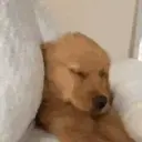 ملصق