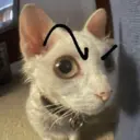 ملصق
