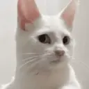 ملصق