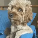 ملصق