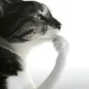 ملصق