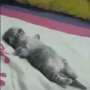 ملصق