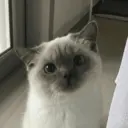 ملصق