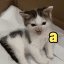 ملصق