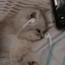 ملصق