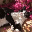 ملصق