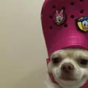 ਸਟਿਕਰ