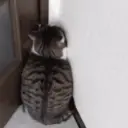 ステッカー