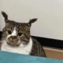 ステッカー