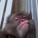 스티커