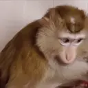 스티커