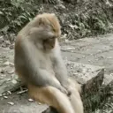 स्टिकर