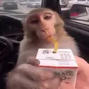 Çıkartma
