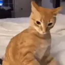 ملصق