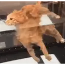 ملصق