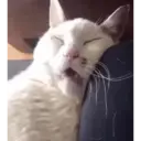 ملصق