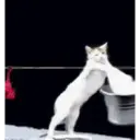 ملصق