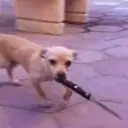 ملصق