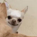 ਸਟਿਕਰ