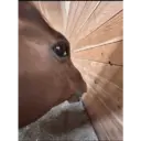 ملصق