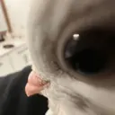 ملصق
