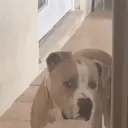 ملصق